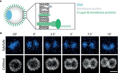 Probing archaeal cell biology: exploring the use of dyes in the imaging of Sulfolobus cells